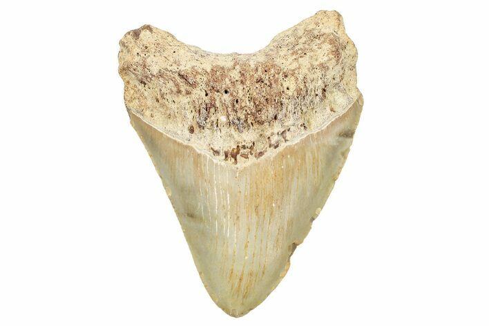 Fossil Megalodon Tooth - North Carolina #245749